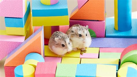 hasmter|How To Take Care of a Hamster: Hamster Care Guide